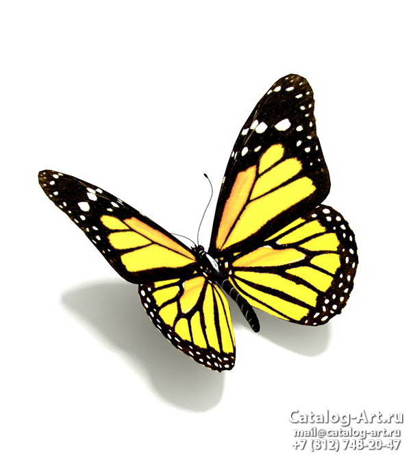  Butterflies 41